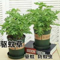 驱蚊草盆栽驱蚊防虫绿植室外庭院驱赶蚊子植物室内去味道净化空气