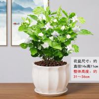 茉莉花盆栽带花苞室内芳香四季开花植物净化空气花卉驱蚊老桩植物