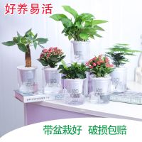 绿植花卉盆栽办公室好养栀子花常青藤绿萝水培防辐射