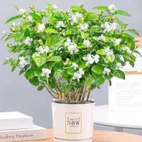 茉莉花盆栽重瓣浓香常爆花四季好养室内阳台庭院驱蚊防蚊绿植盆栽