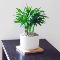 袖珍椰子盆栽净化空气桌面小绿植美观吸甲醛客厅散尾葵阳台好养活