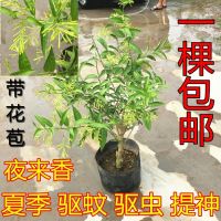 驱蚊草室内灭虫杀蚊子夜来香驱蚊子香叶天竺葵茉莉花苗花卉盆栽