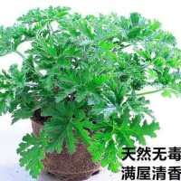 驱蚊草盆栽薄荷迷失香碰碰香防蚊防虫净化空气室内阳台庭院吸甲醛