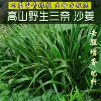 绿植盆栽野生沙姜三奈山奈五香草香料牛瘪香料茴香随手香四季常青