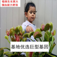 捕蝇草盆栽猪笼草食虫草食人花驱蚊草捕蚊神器室内绿植超大捕虫草