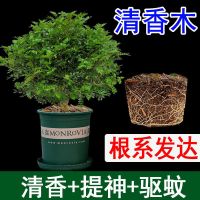 正宗清香木盆栽驱虫驱蚊草植物好养室内花卉绿植四季常青净化空气