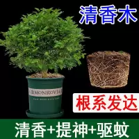 正宗清香木盆栽驱虫驱蚊草植物好养室内花卉绿植四季常青净化空气