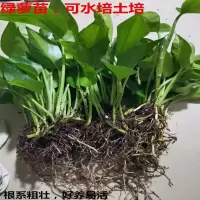 水培绿萝水养花卉盆栽客厅室内懒人绿植花卉好养长藤植物净化空气