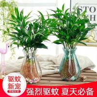 水培新宠驱蚊竹富贵竹水养竹柏植物室内客厅绿植花卉盆栽四季常青