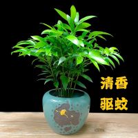 竹柏盆栽室内客厅桌面四季青清香型植物净化空气吸甲醛驱蚊虫花草
