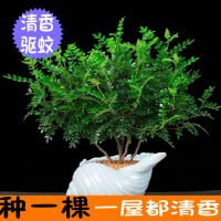 清香木驱蚊草室内盆栽花卉绿植植物四季常青净化空气吸甲醛胡椒木
