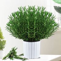 迷迭香盆栽桌面香草植物新鲜食用牛排用百里香迷迭香苗可食用大株