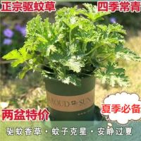 驱蚊草盆栽绿植防蚊花灭蚊室内外阳台庭院驱虫花卉植物香叶天竺葵