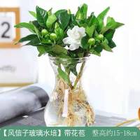 大盆栀子花水培花卉植物室内花阳台绿植盆栽好四季好养开花植物