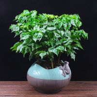 幸福树盆栽植物四季常青办公室内客厅盆景净化空气吸甲醛桌面绿植