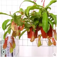 猪笼草盆栽植物室内驱蚊草阳台捕蝇草食虫草防蚊吃虫草奇趣植物