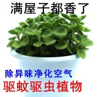 带香味绿植碰碰香室内盆栽客厅除异味净化空气植物驱蚊虫一抹香花