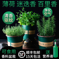 薄荷叶迷迭香百里香草盆栽可食用罗勒荷兰芹办公室内驱蚊绿植物