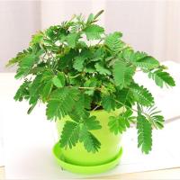 奇趣含羞草盆栽办公室内趣味迷你植物一碰害羞草苗阳台