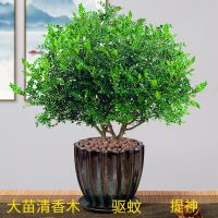 驱蚊驱虫清香木盆栽绿植植物室内四季常青净化空气盆景驱蚊草花卉