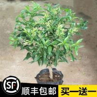 夜来香花树苗九里香夜来香盆栽花卉植物室内驱蚊花苗浓香四季开花