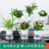 长寿花栀子花发财树办公室内好养绿植桌面小盆栽花卉富贵竹九里香