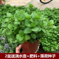 食用盆栽薄荷植物室内花卉四季室内客厅驱蚊植物好养驱蚊草绿植苗