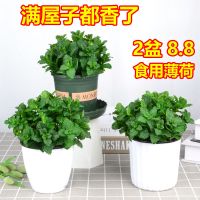 薄荷盆栽可食用新鲜薄荷叶办公室水培植物驱蚊薄荷苗净化空气绿植
