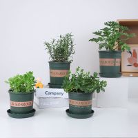 薄荷盆栽迷迭香可食用薄荷四季常青薄荷苗室内植物绿植防蚊驱蚊草