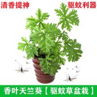 香叶驱蚊草盆栽室内阳台桌面驱蚊驱虫净化空气提神醒脑花卉植物