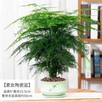 文竹盆栽室内花卉植物客厅大型盆景办公桌四季常青小绿植好养易活