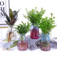 水培新宠驱蚊竹柏水养九里香盆栽罗汉松满天星室内绿植四季常青