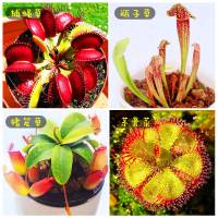 栽好发货食虫草捕蝇草驱蚊草食虫花吃虫抓虫食蚊猪笼草盆栽植物苗