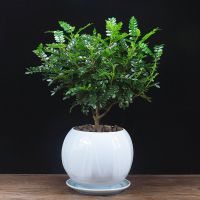 清香胡椒木盆栽四季常青盆景驱蚊草室内花卉好养植物净化空气绿植