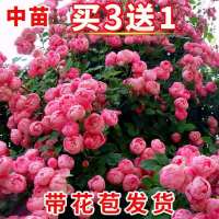 藤本月季花苗特大花蔷薇花苗爬藤盆栽四季开花龙沙宝石攀爬墙植物