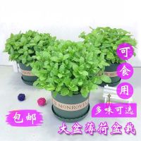 薄荷盆栽可食用留兰香室内阳台驱蚊草植物花卉薄荷苗大盆绿植易活