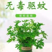 驱蚊草盆栽植物室内防蚊子香草薄荷绿植花卉香叶天竺葵盆栽驱蚊草
