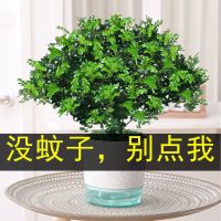 清香胡椒木盆栽防驱蚊草植物室内花卉卧室蚊香草客厅绿植好养盆景
