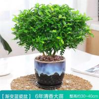 驱蚊提神清香木盆栽室内四季常青净化空气盆栽