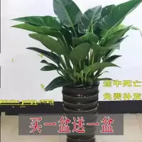 大叶金钻绿公主盆栽四季室内花卉盆栽