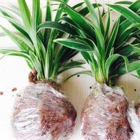 金边吊兰驱蚊薄荷植物室内好养花卉盆栽吸除去甲醛桌面小绿植