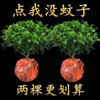 驱蚊驱虫清香木盆栽四季常青室内植物花卉提神醒脑胡椒木客厅绿植
