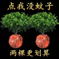 驱蚊驱虫清香木盆栽四季常青室内植物花卉提神醒脑胡椒木客厅绿植