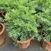 臭草盆栽芸香草植物室外阳台菜园四季花苗食用臭艾绿豆糖水驱蚊草