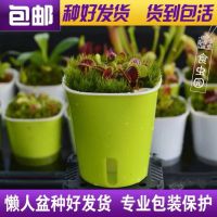 捕蝇草盆栽食虫植物小虫草堂食虫草驱蚊草猪笼草食人花食蝇草食肉
