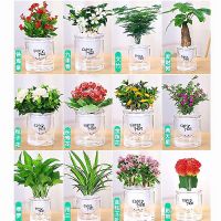 盆栽室内好养花卉绿植发财树办公室文竹栀子花绿萝水培小植物