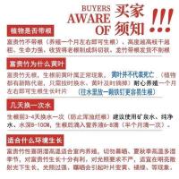 富贵竹水培植物开运竹花卉绿植盆栽绿萝室内花客厅水养节节高