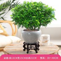 活动驱虫驱蚊草清香木盆栽室内绿植植物老桩净化空气花卉