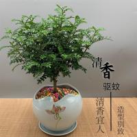 清香木驱蚊草室内盆栽花卉绿植植物四季常青净化空气吸甲醛胡椒木