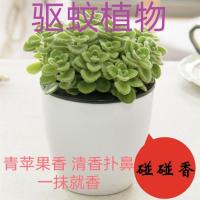 碰碰香一抹香办公室内桌面净化空气吸甲醛驱蚊香草绿植盆栽